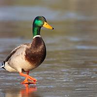 Mallard on Ice 